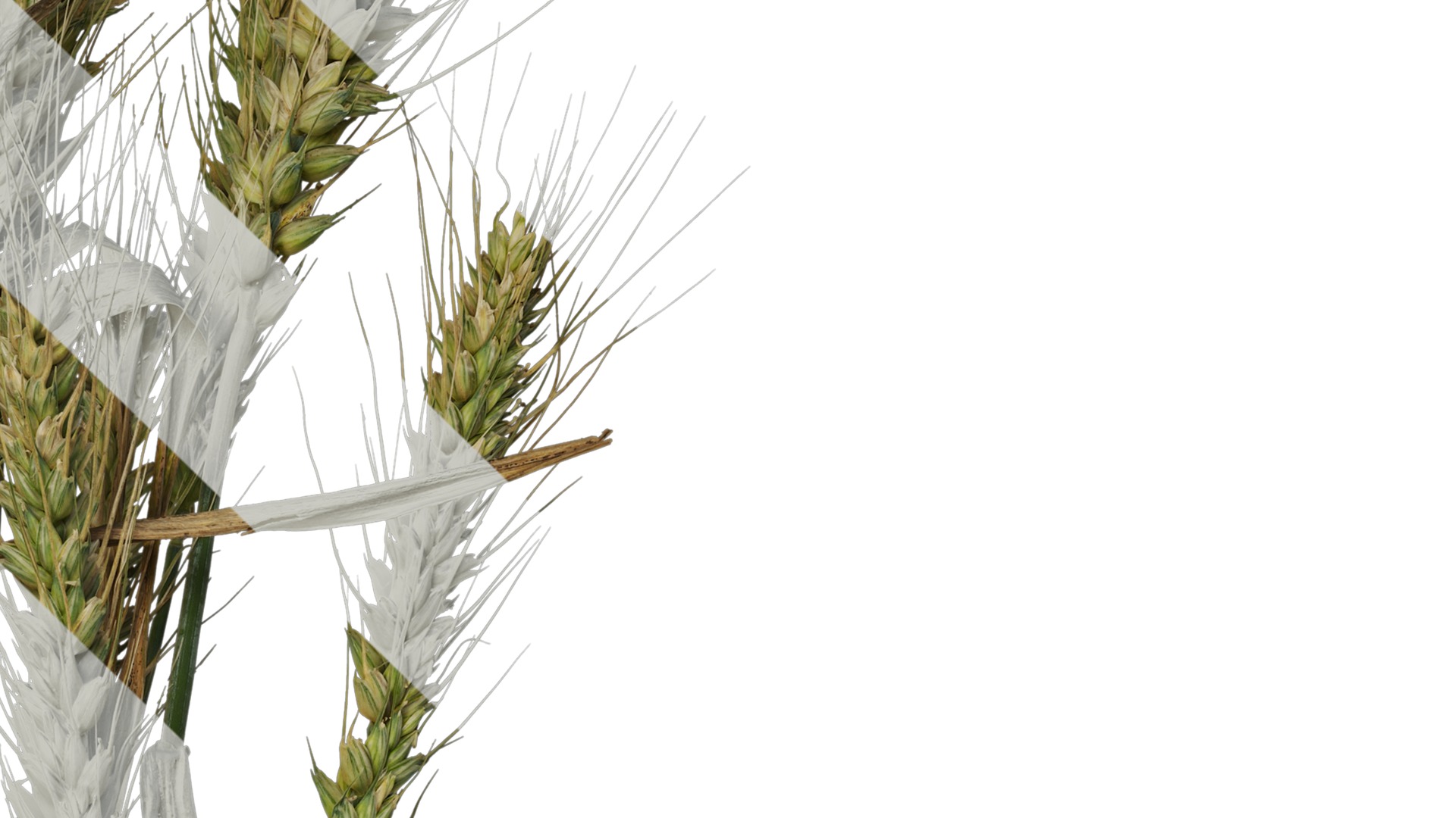 Anydrafts Triticum aestivum Atlas 10 Texture_4