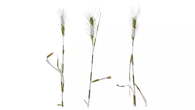 Anydrafts Triticum aestivum Atlas 12 Texture
