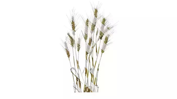 Anydrafts Triticum aestivum Atlas 13 Texture