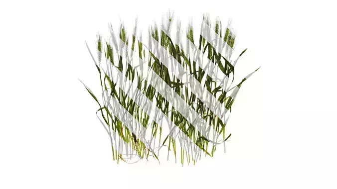 Anydrafts Triticum aestivum Atlas 16 Texture