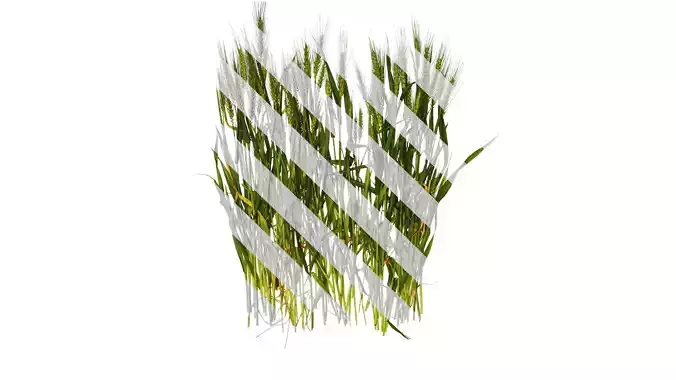 Anydrafts Triticum aestivum Atlas 17 Texture