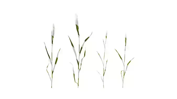 Anydrafts Triticum aestivum Atlas 18 Texture