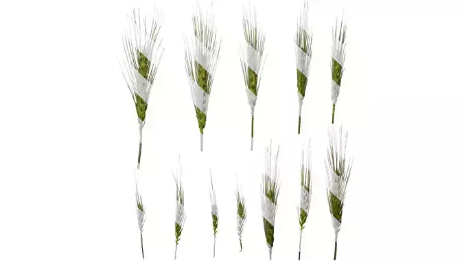 Anydrafts Triticum aestivum Fruit 05 Texture