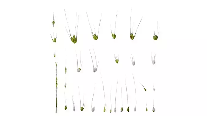 Anydrafts Triticum aestivum Fruit 06 Texture
