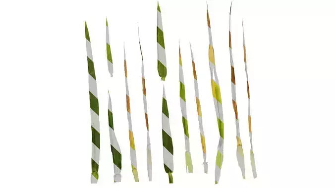 Anydrafts Triticum aestivum Leaf 08 Texture
