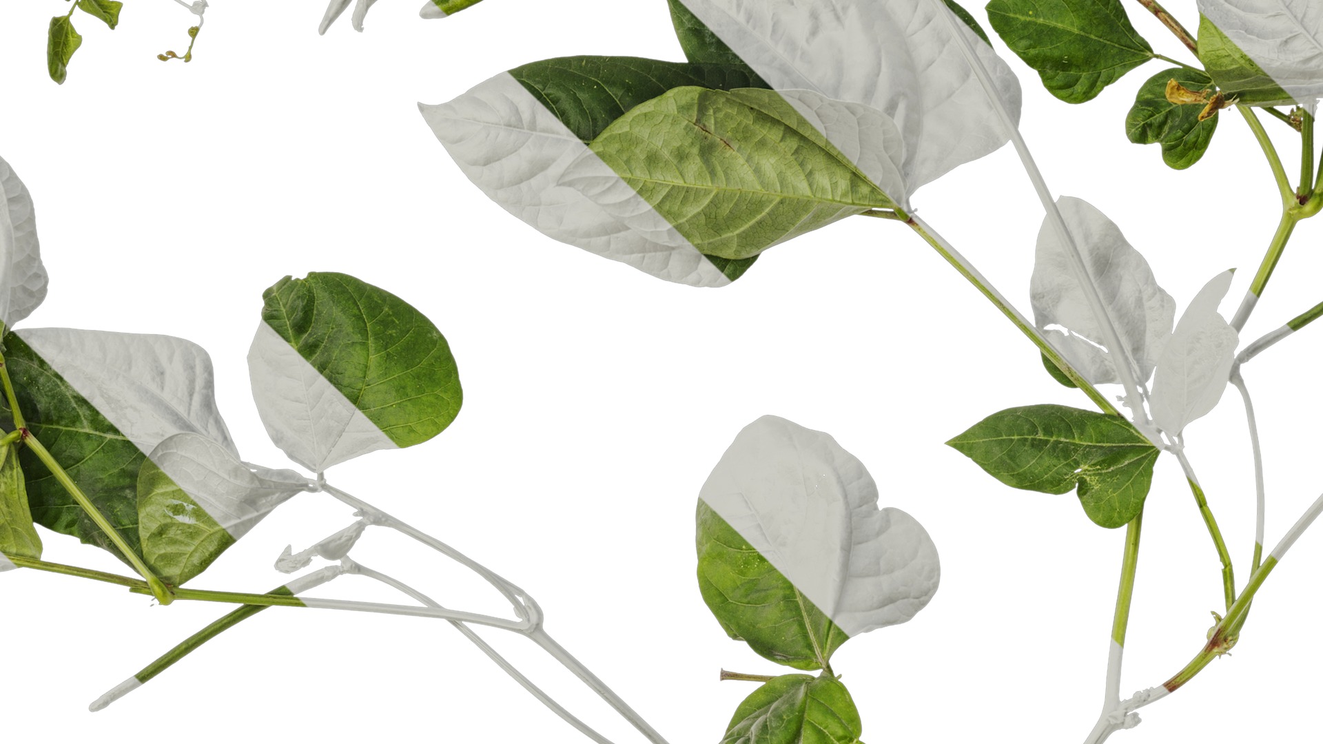 Anydrafts Vigna radiata Atlas 04 Texture_7