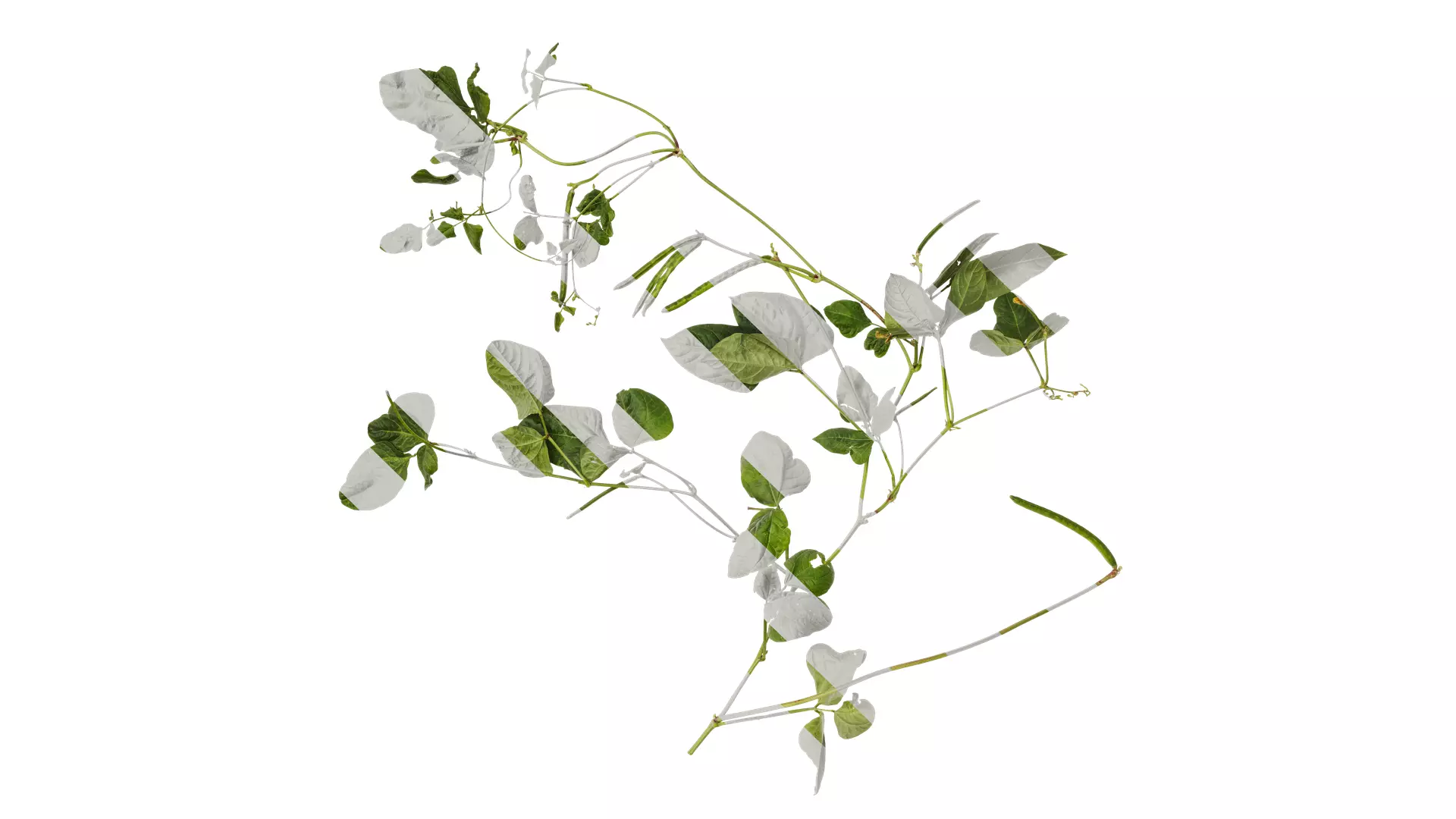 Anydrafts Vigna radiata Atlas 04 Texture_0