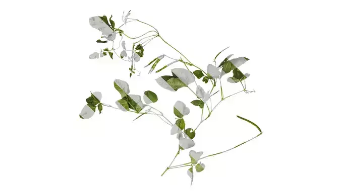 Anydrafts Vigna radiata Atlas 04