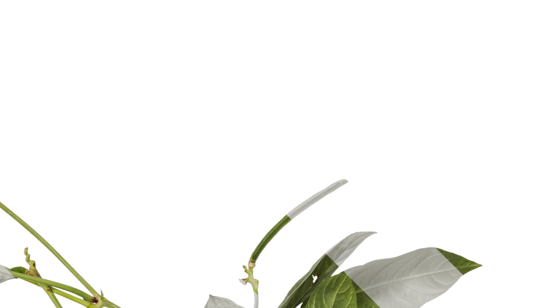 Anydrafts Vigna radiata Atlas 04 Texture_2