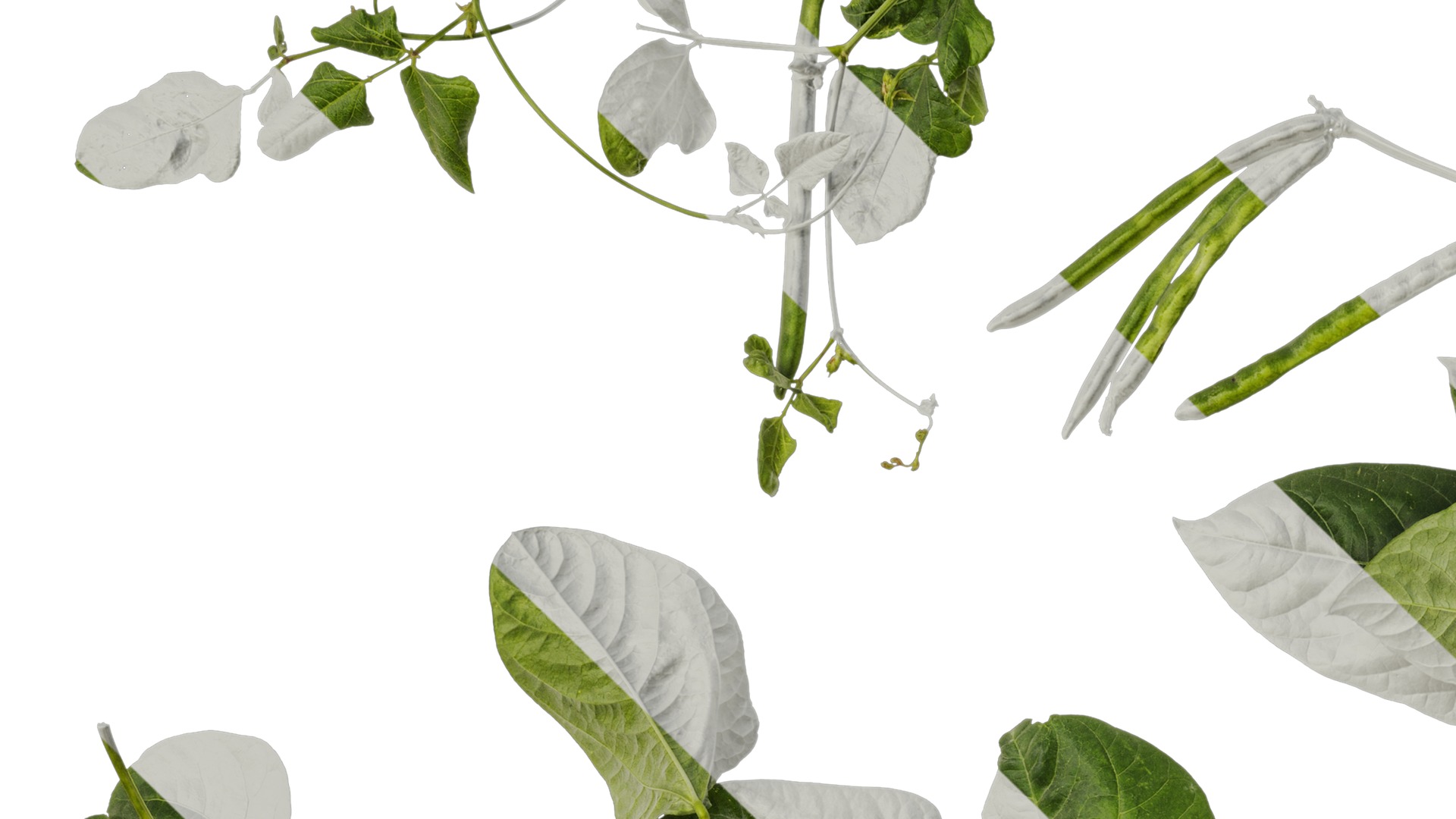 Anydrafts Vigna radiata Atlas 04 Texture_3