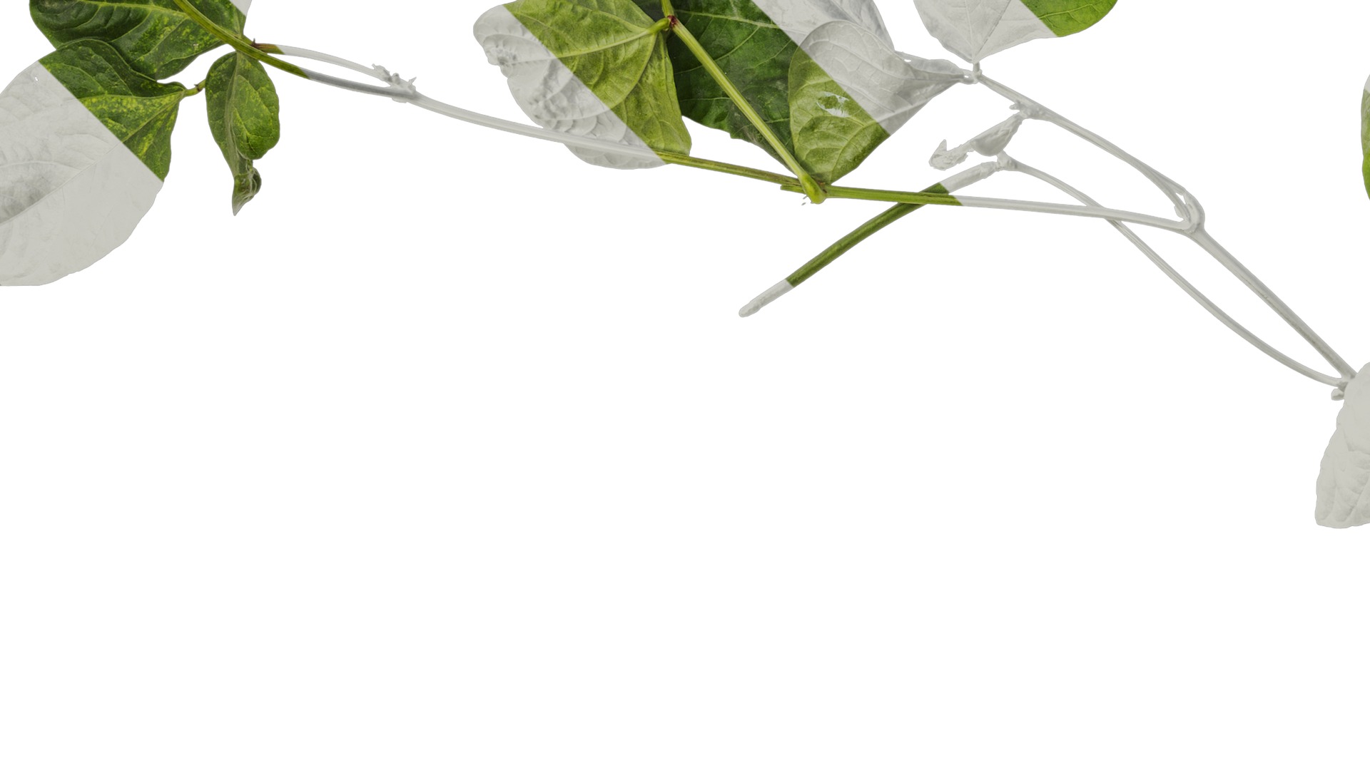 Anydrafts Vigna radiata Atlas 04 Texture_5