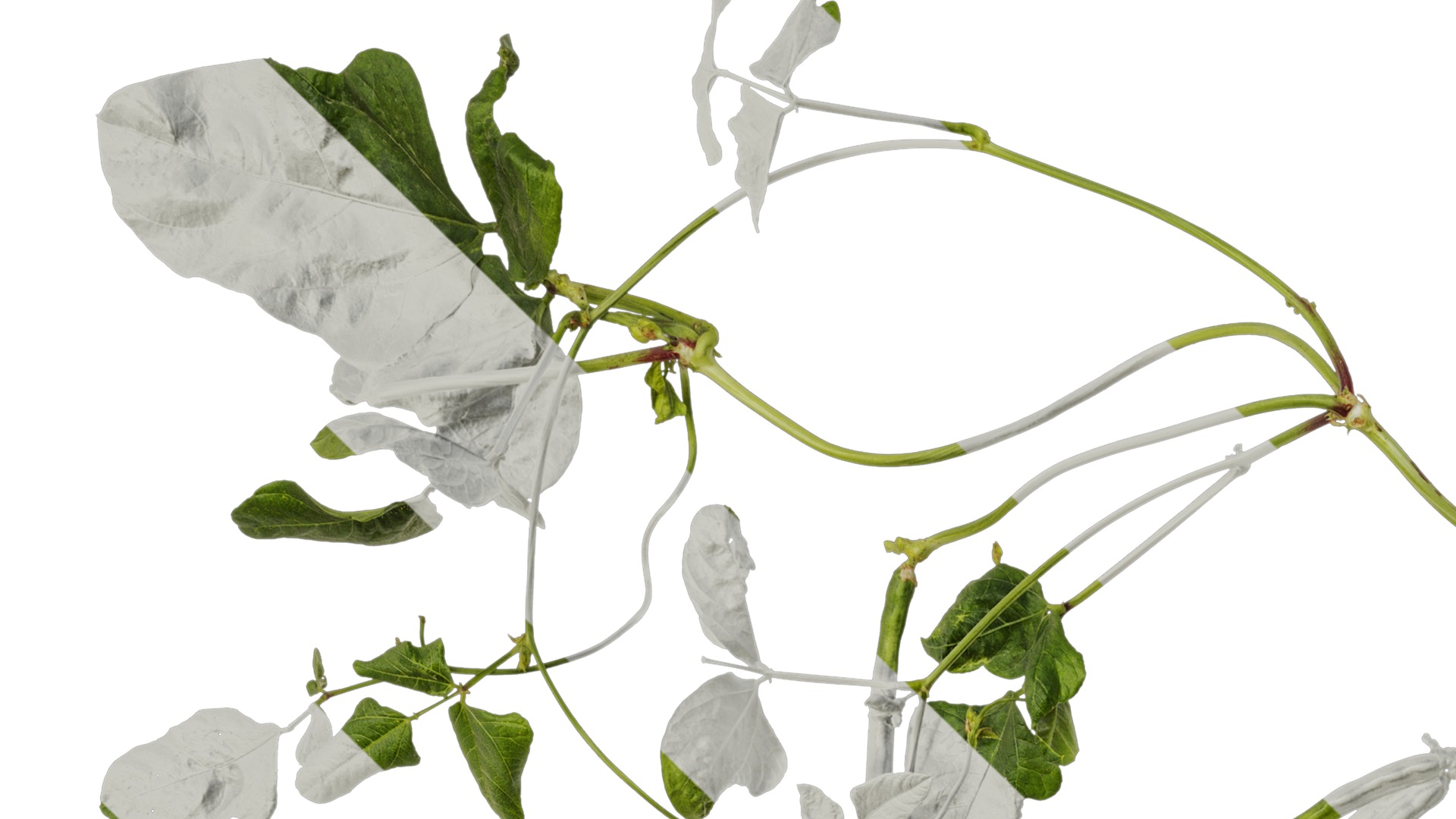 Anydrafts Vigna radiata Atlas 04 Texture_1