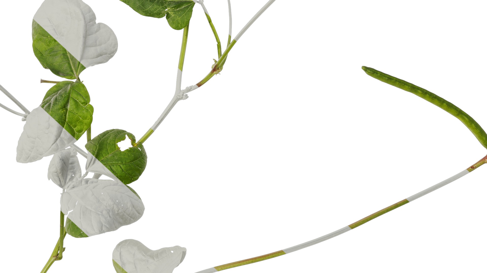 Anydrafts Vigna radiata Atlas 04 Texture_6