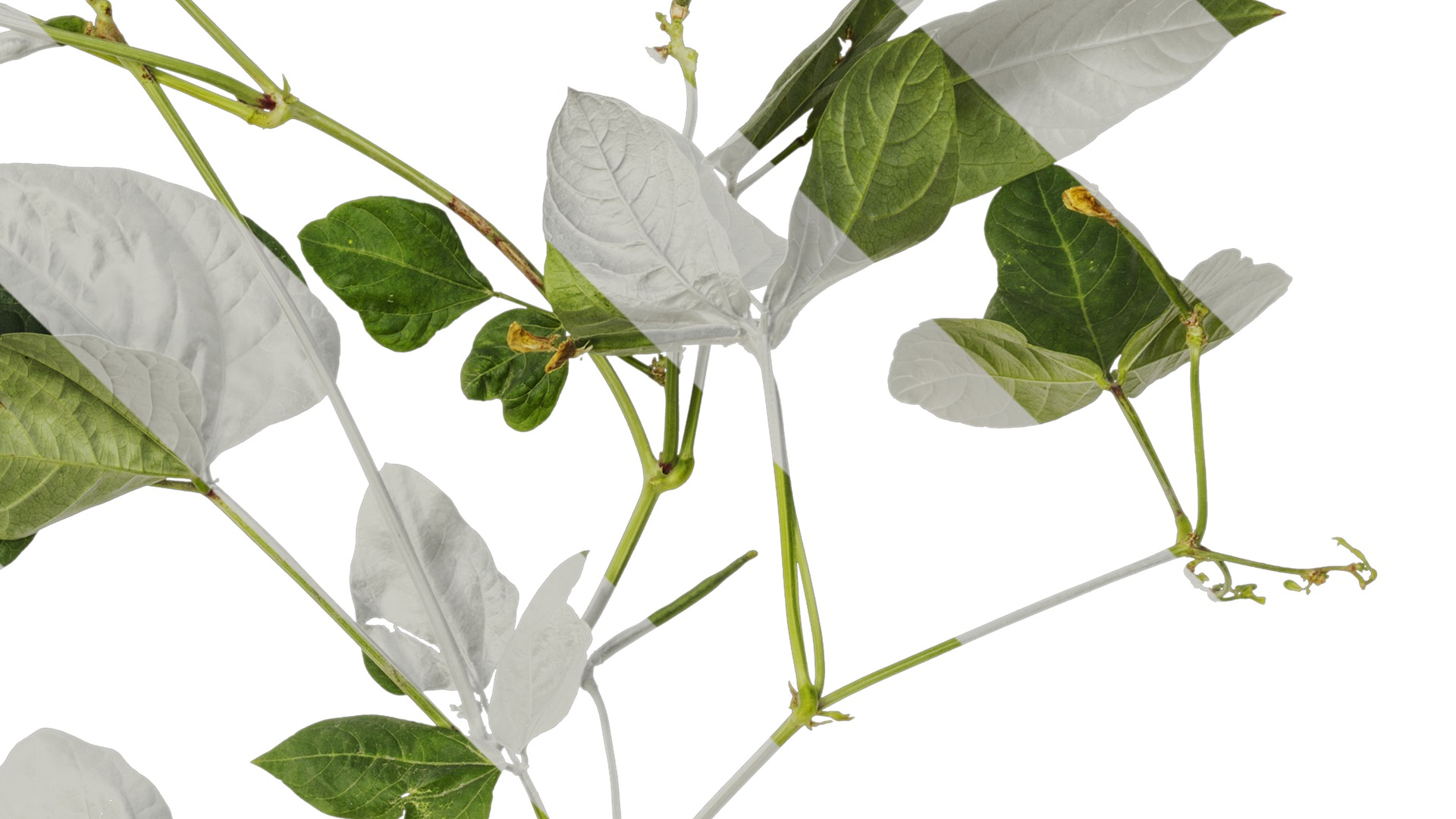 Anydrafts Vigna radiata Atlas 04 Texture_4