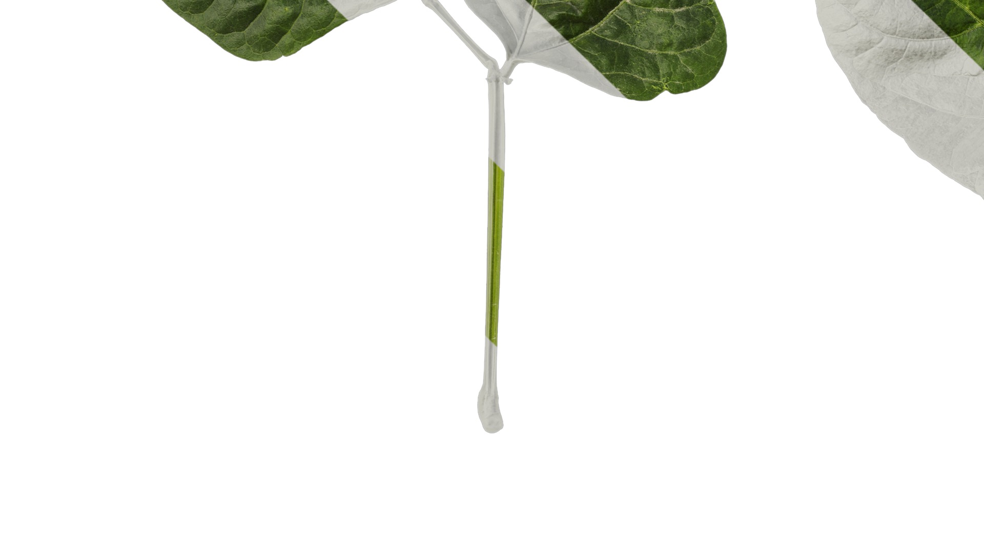 Anydrafts Vigna radiata Leaf 02 Texture_3