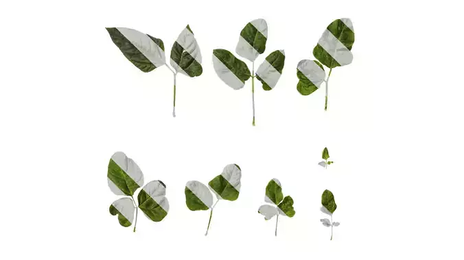 Anydrafts Vigna radiata Leaf 02