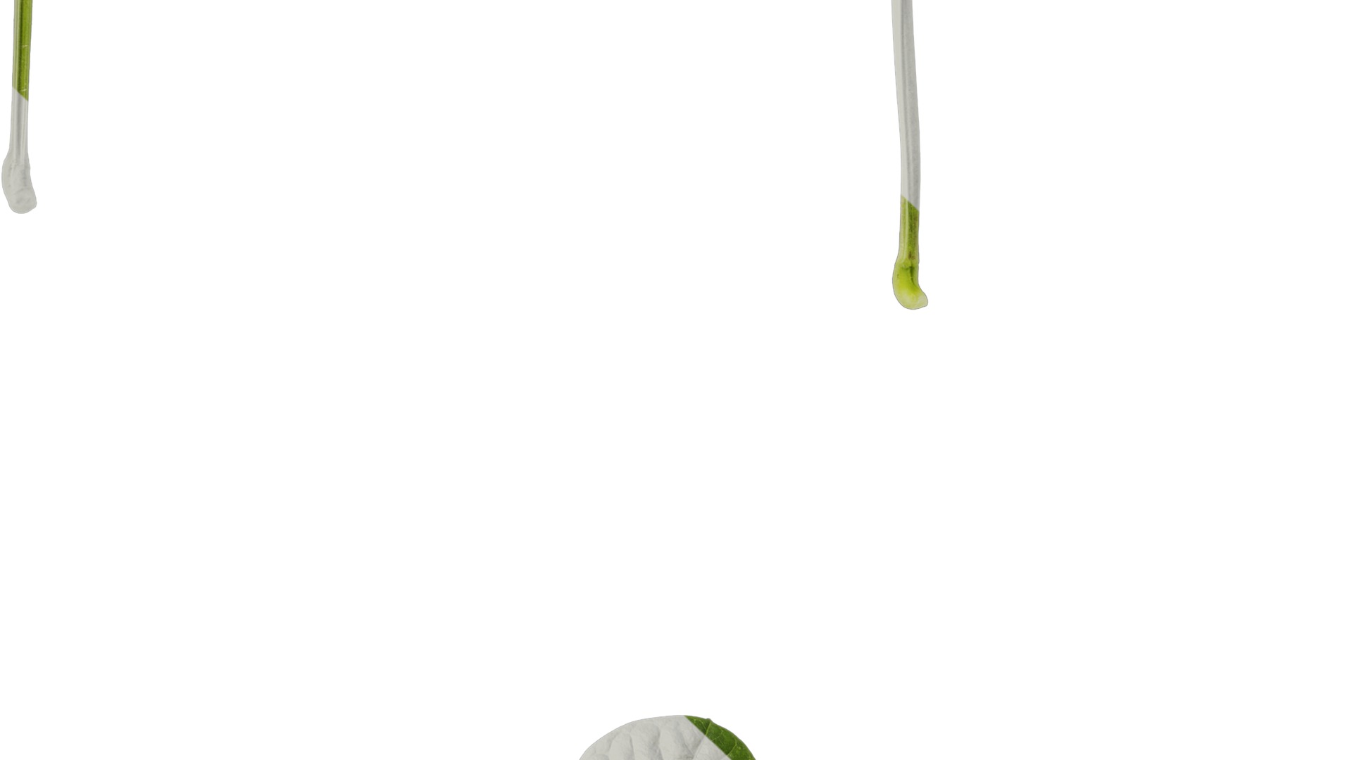 Anydrafts Vigna radiata Leaf 02 Texture_7