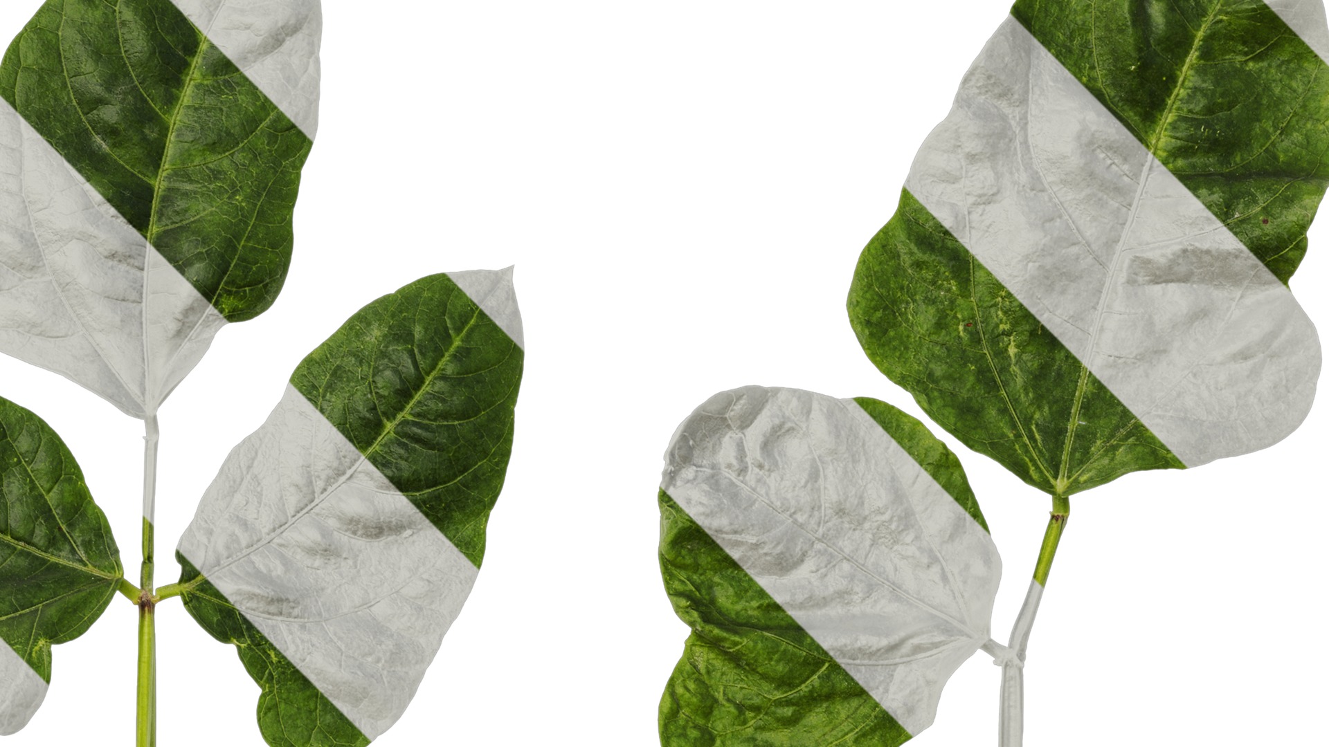 Anydrafts Vigna radiata Leaf 02 Texture_2