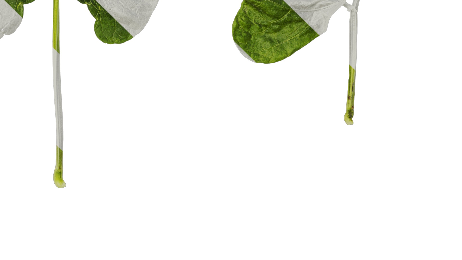 Anydrafts Vigna radiata Leaf 02 Texture_4