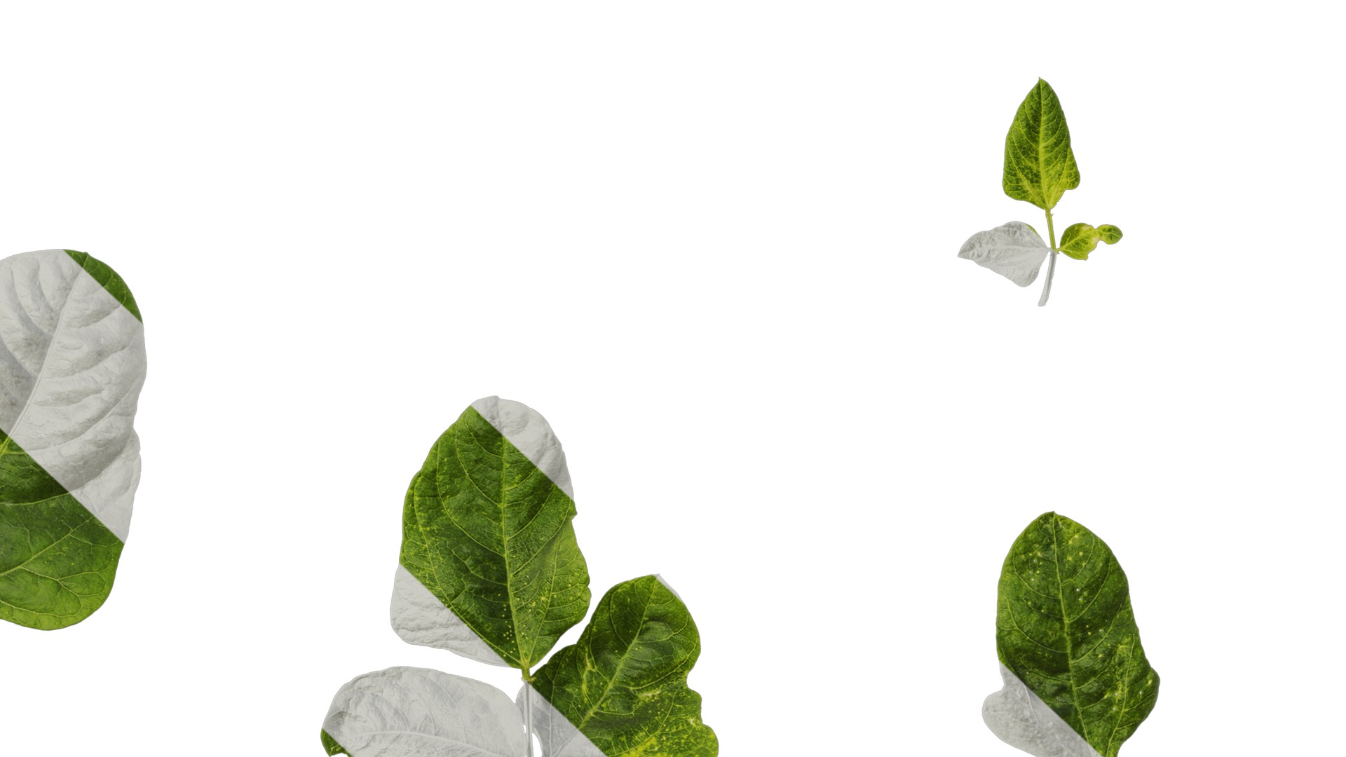 Anydrafts Vigna radiata Leaf 02 Texture_6