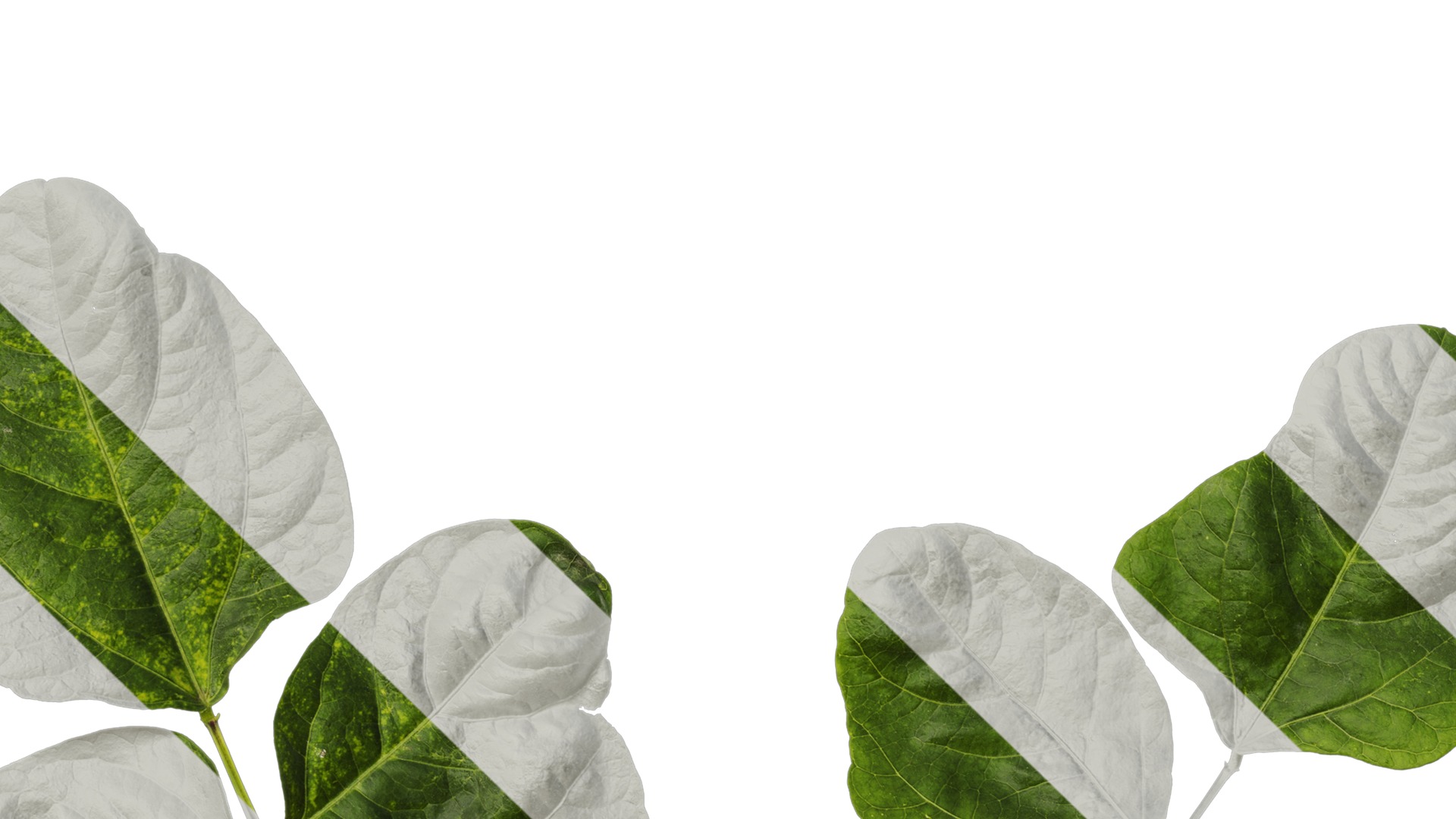 Anydrafts Vigna radiata Leaf 02 Texture_5