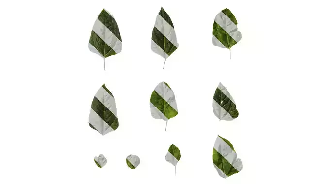 Anydrafts Vigna radiata Leaf 03