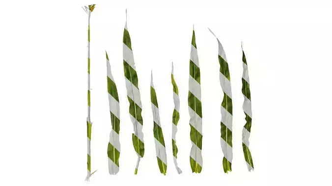 Anydrafts Zea mays Leaf 03