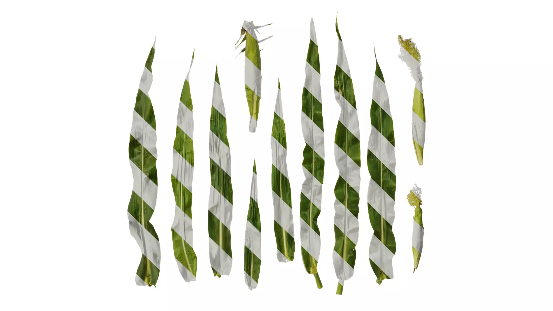 Anydrafts Zea mays Leaf 04 Texture