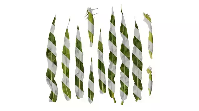 Anydrafts Zea mays Leaf 04