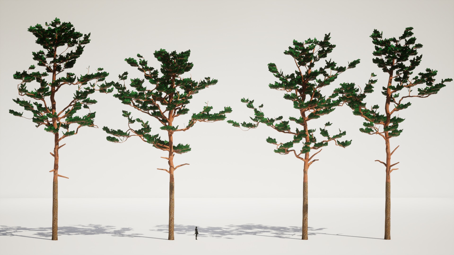Korean Endemic Species Plant - 4 Korean Red Pine Conifer Tree Low-poly 3D model_3