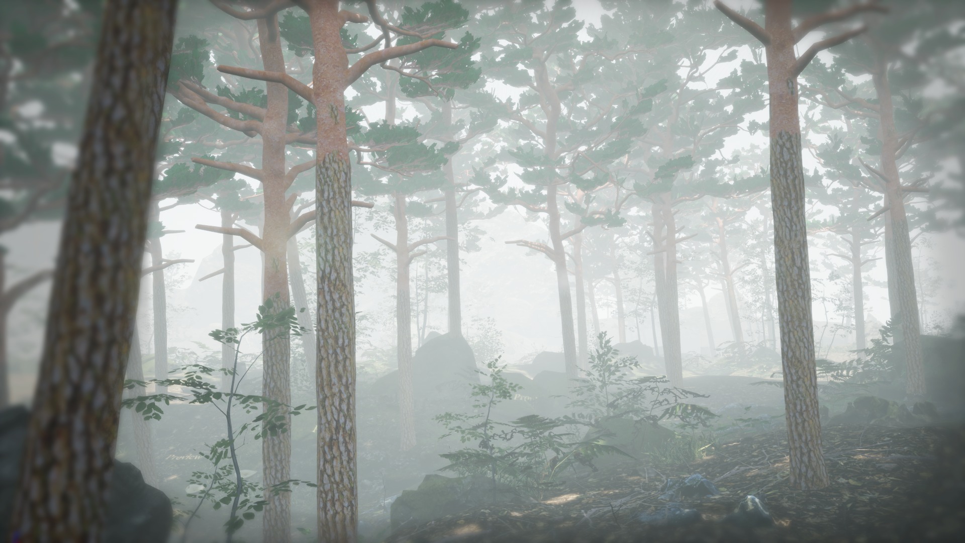 Korean Endemic Species Plant - 4 Korean Red Pine Conifer Tree Low-poly 3D model_1