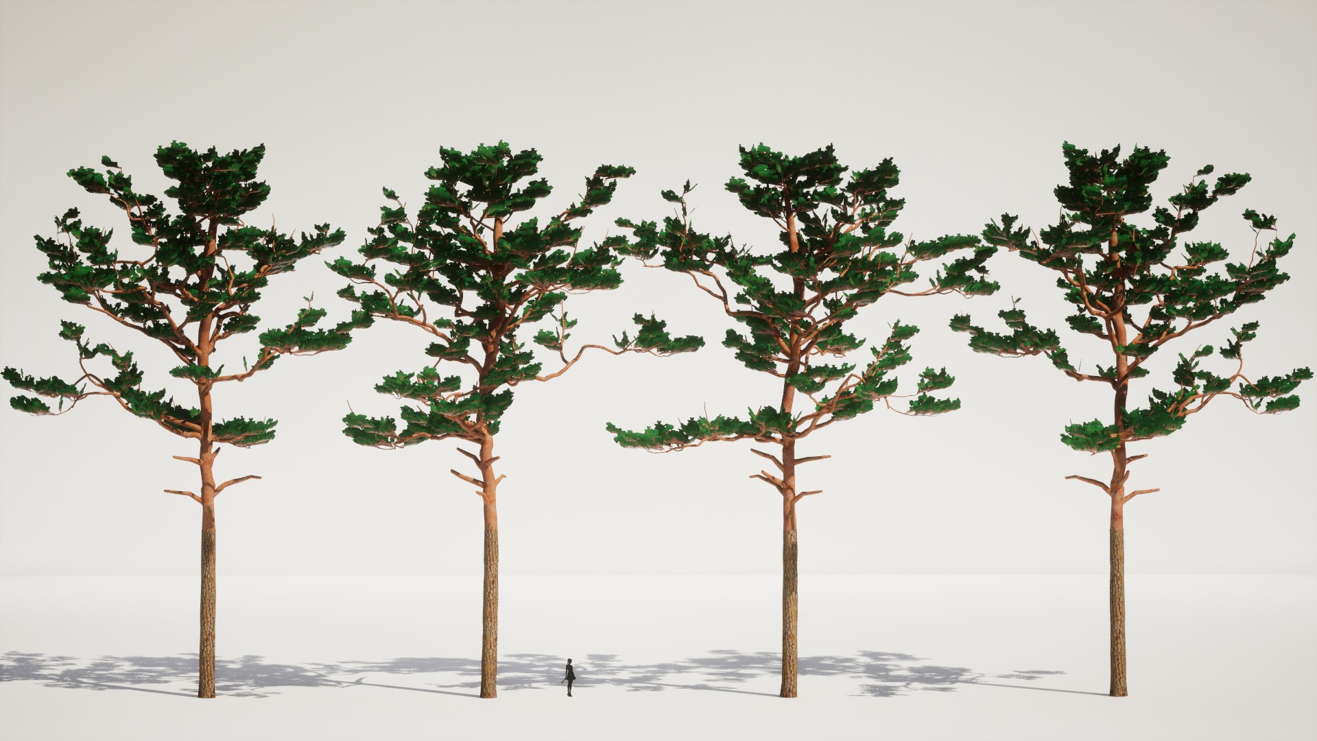 Korean Endemic Species Plant - 4 Korean Red Pine Conifer Tree Low-poly 3D model_5