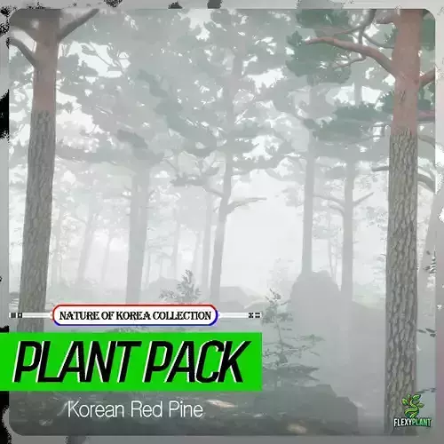 Korean Endemic Species Plant - 4 Korean Red Pine Conifer Tree