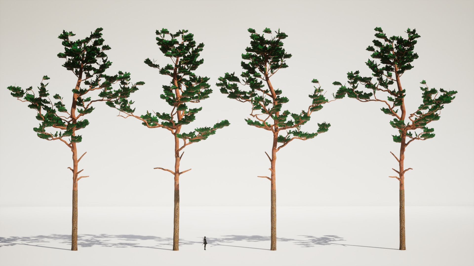 Korean Endemic Species Plant - 4 Korean Red Pine Conifer Tree Low-poly 3D model_7