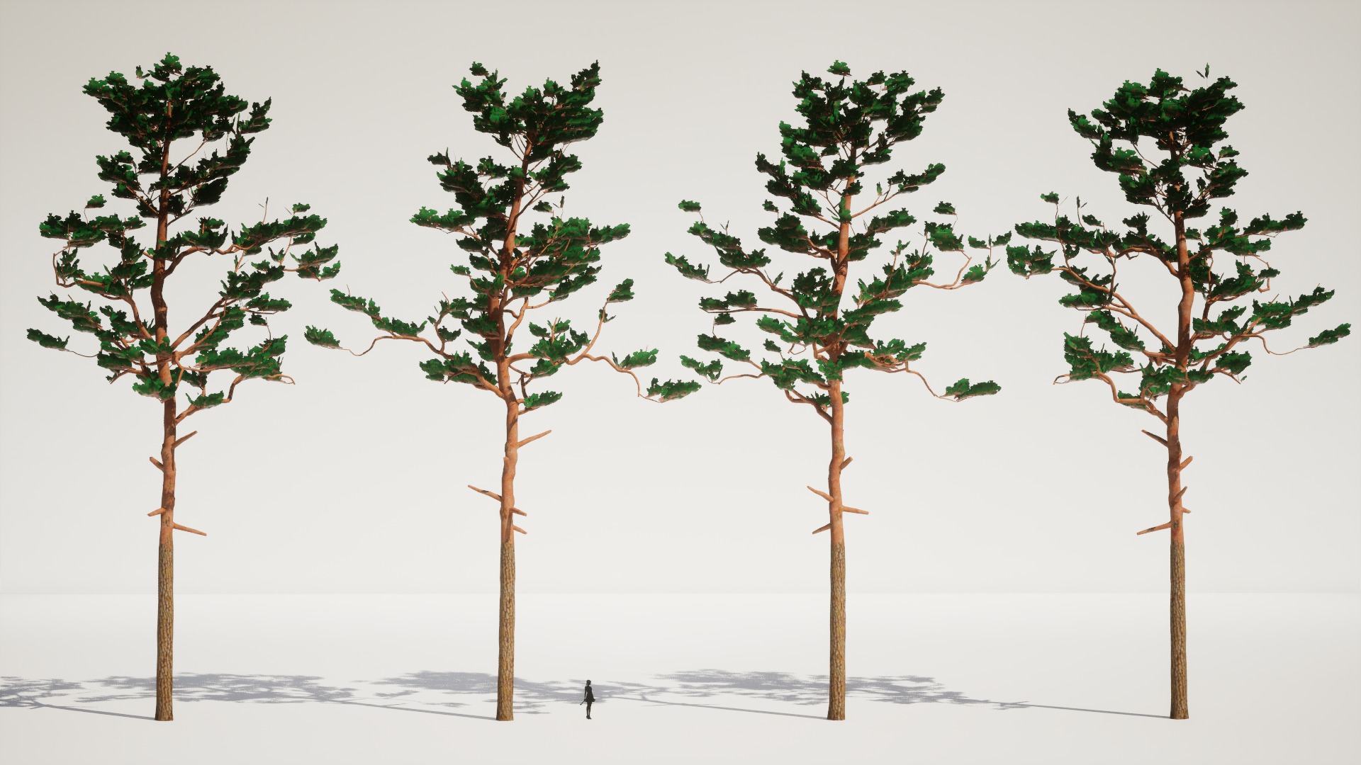 Korean Endemic Species Plant - 4 Korean Red Pine Conifer Tree Low-poly 3D model_4