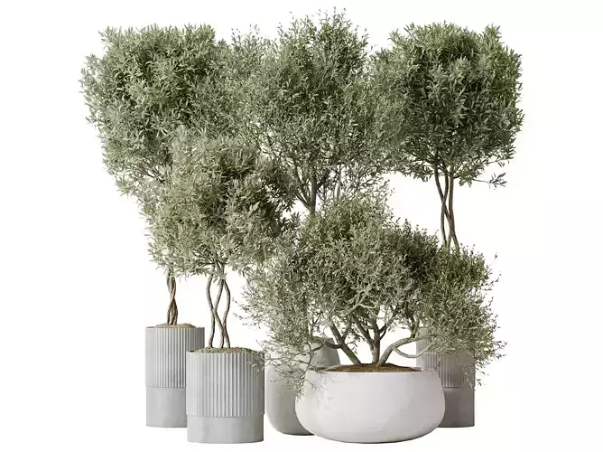 AV Indoor plants set 148 Mission Kalamata Arbequina Olive