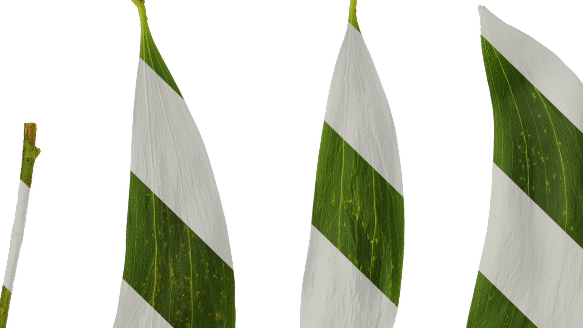 Acacia confusa Low-poly 3D model_6