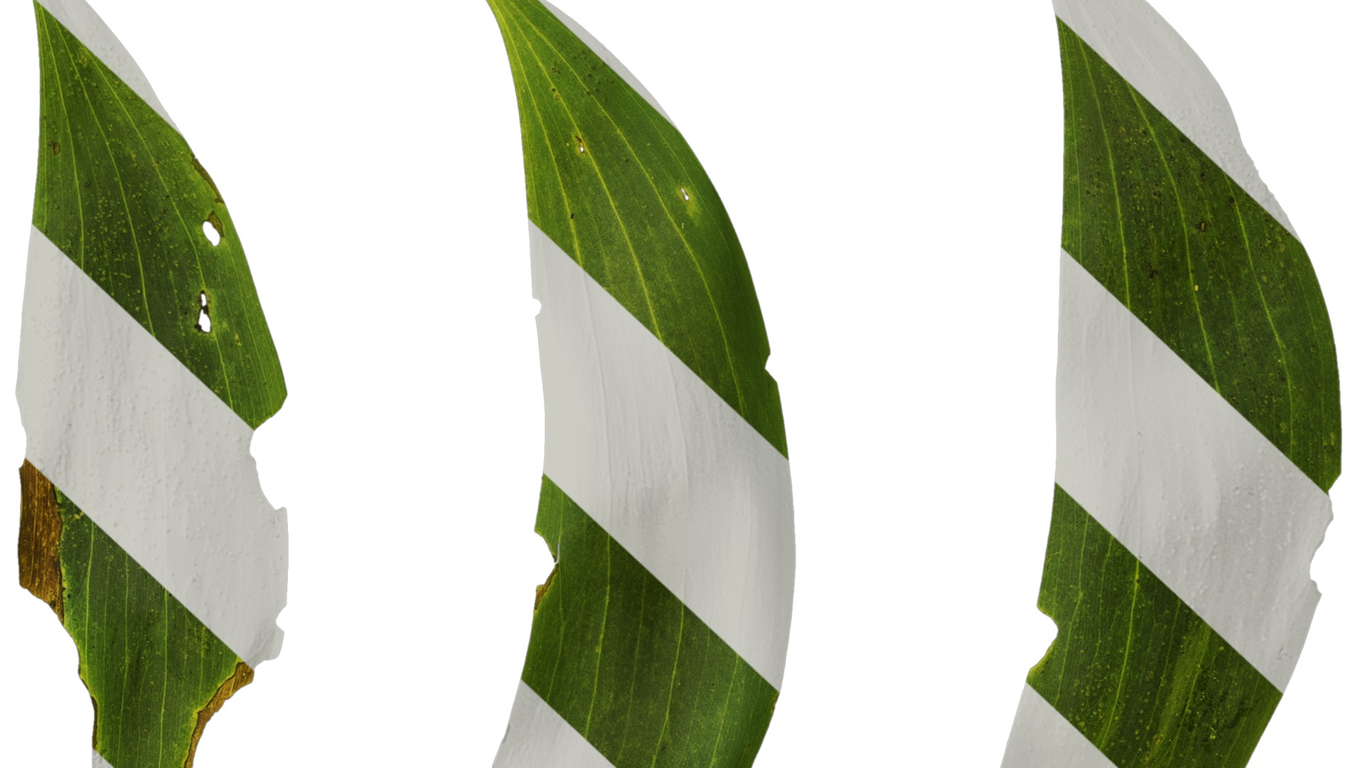 Acacia confusa Low-poly 3D model_11