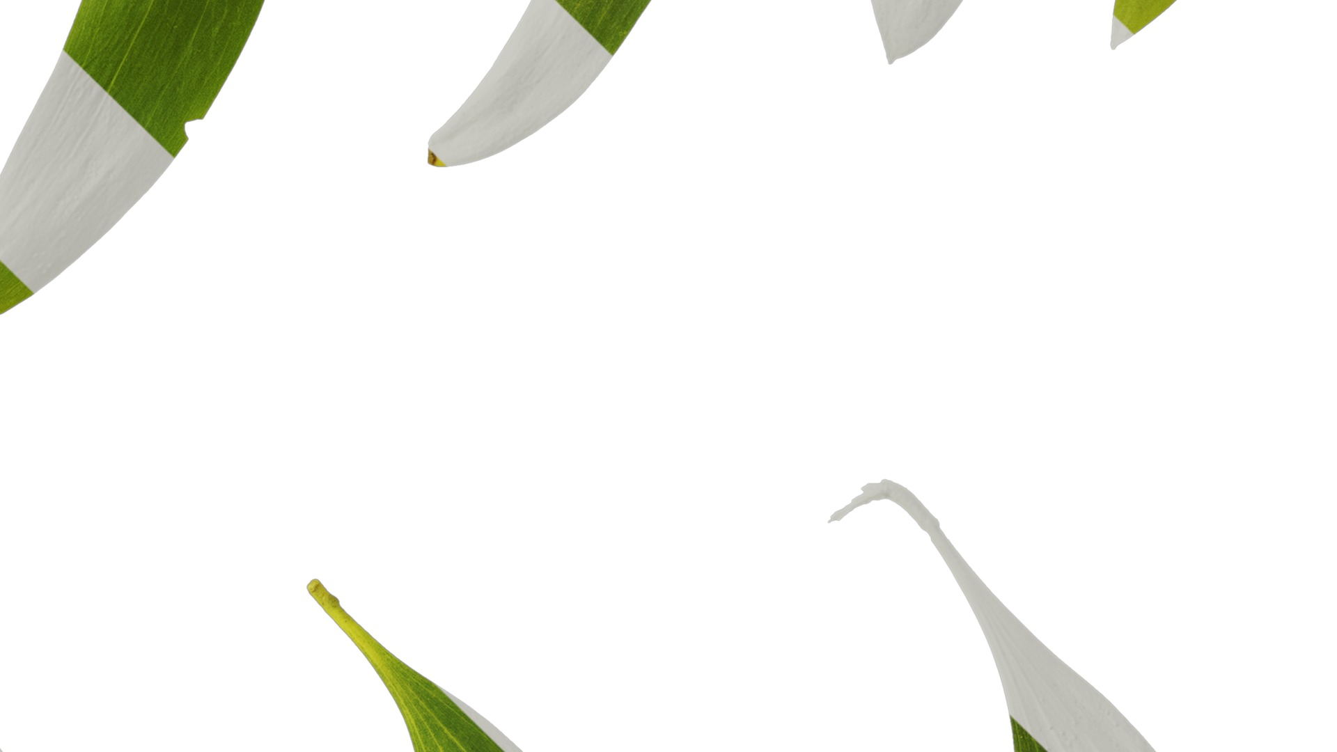 Acacia confusa Low-poly 3D model_9