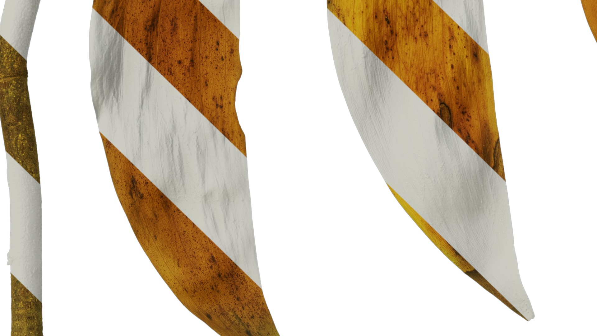 Acacia confusa Low-poly 3D model_18