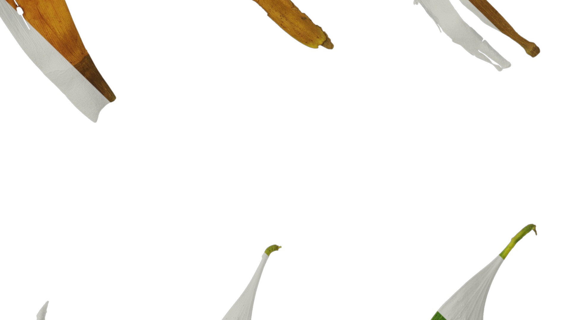 Acacia confusa Low-poly 3D model_19