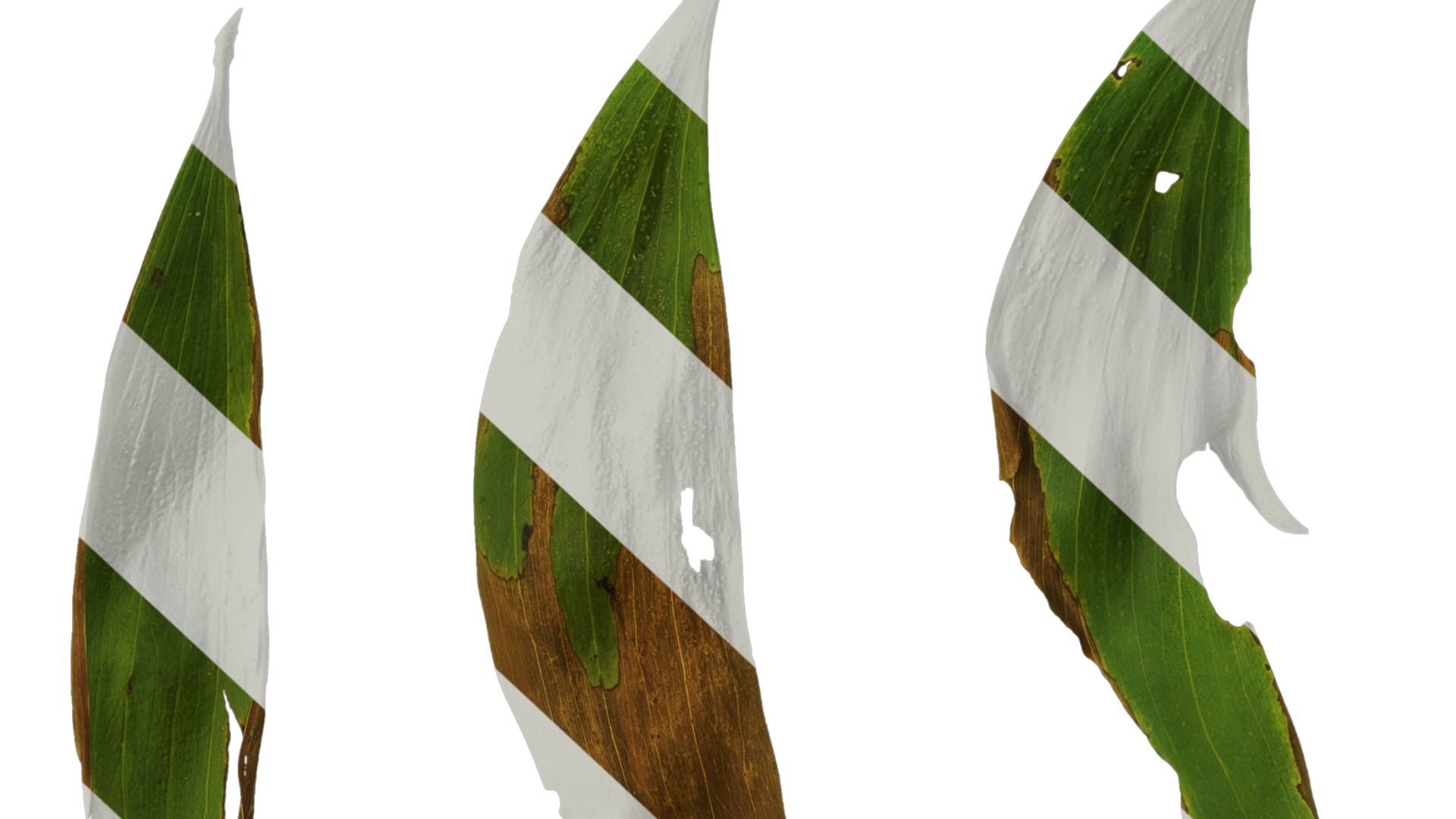 Acacia confusa Low-poly 3D model_21