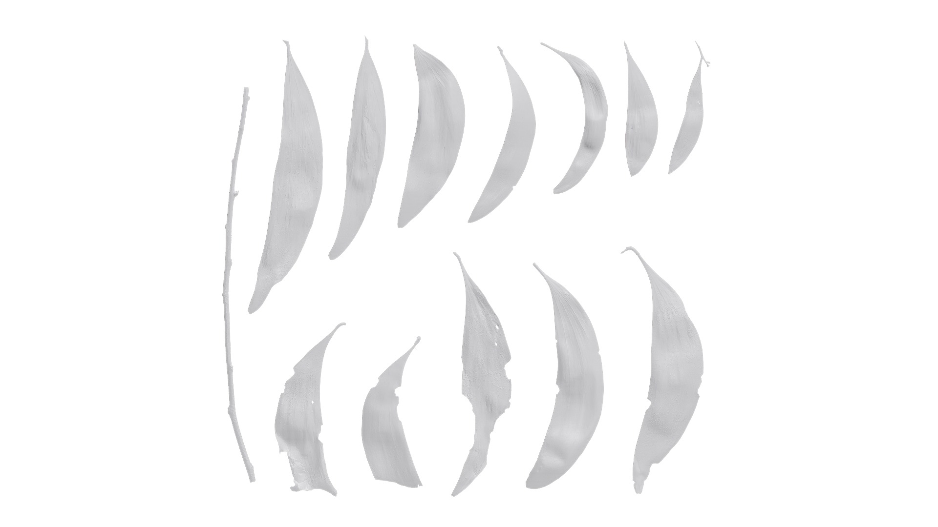 Acacia confusa Low-poly 3D model_4