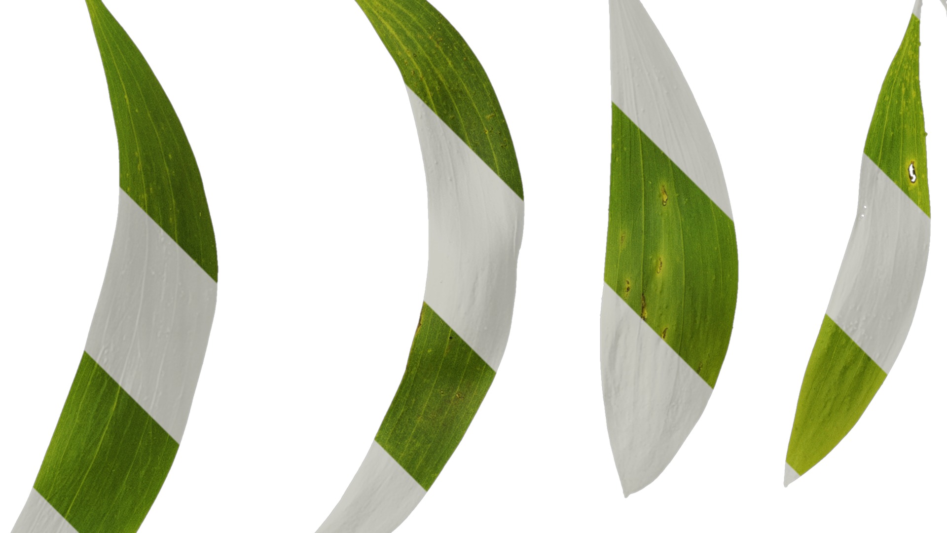 Acacia confusa Low-poly 3D model_7