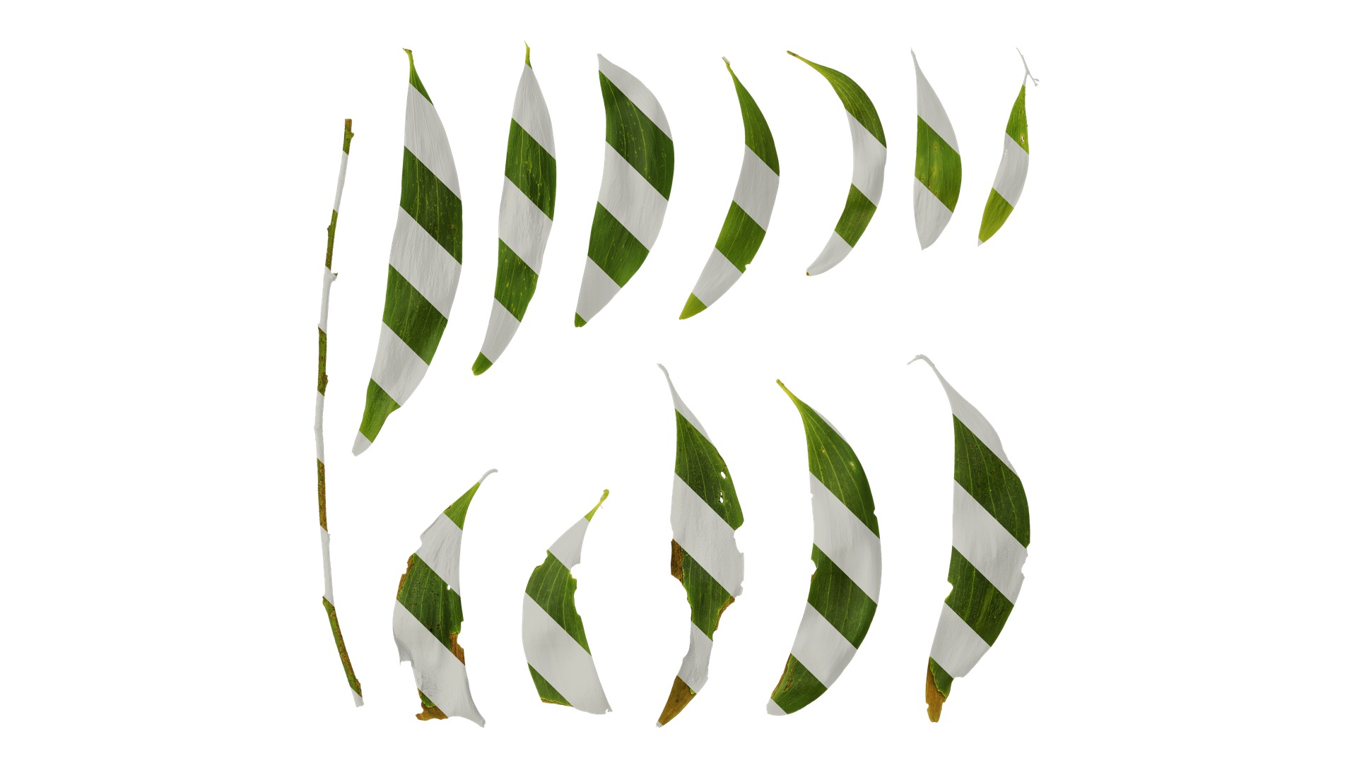 Acacia confusa Low-poly 3D model_5