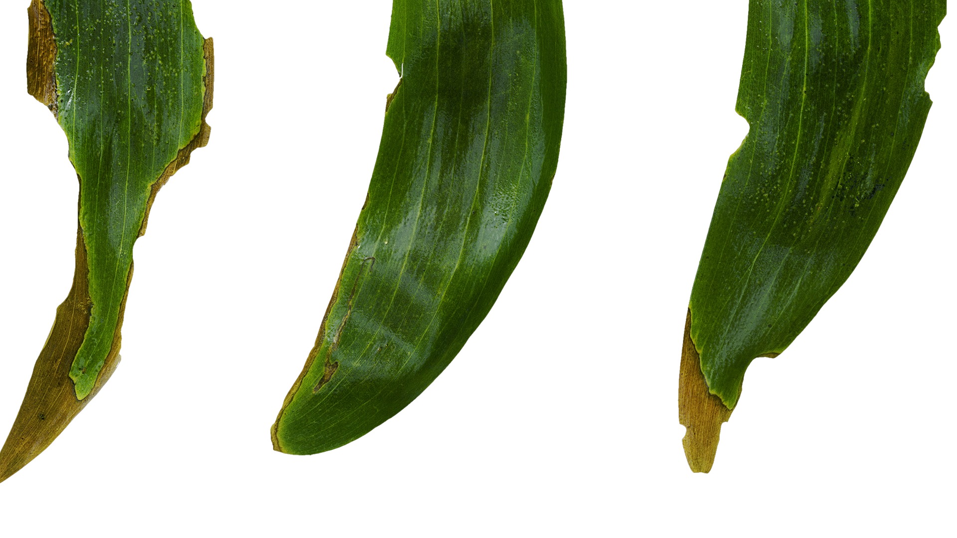 Acacia confusa Low-poly 3D model_3