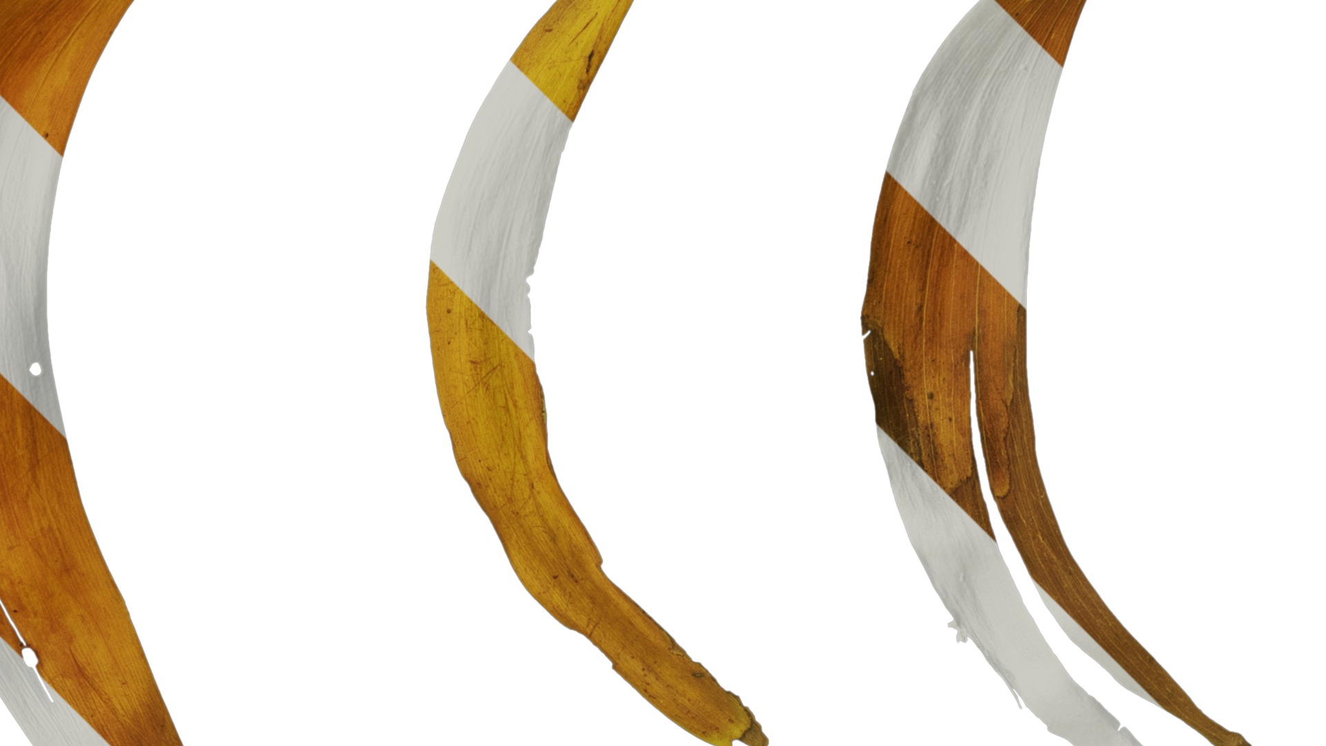 Acacia confusa Low-poly 3D model_17