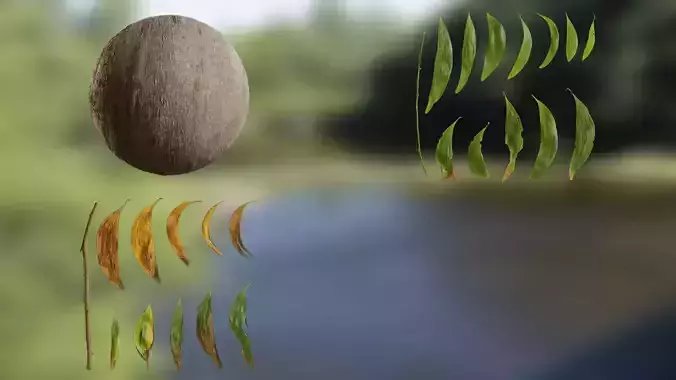 Acacia confusa Low-poly 3D model