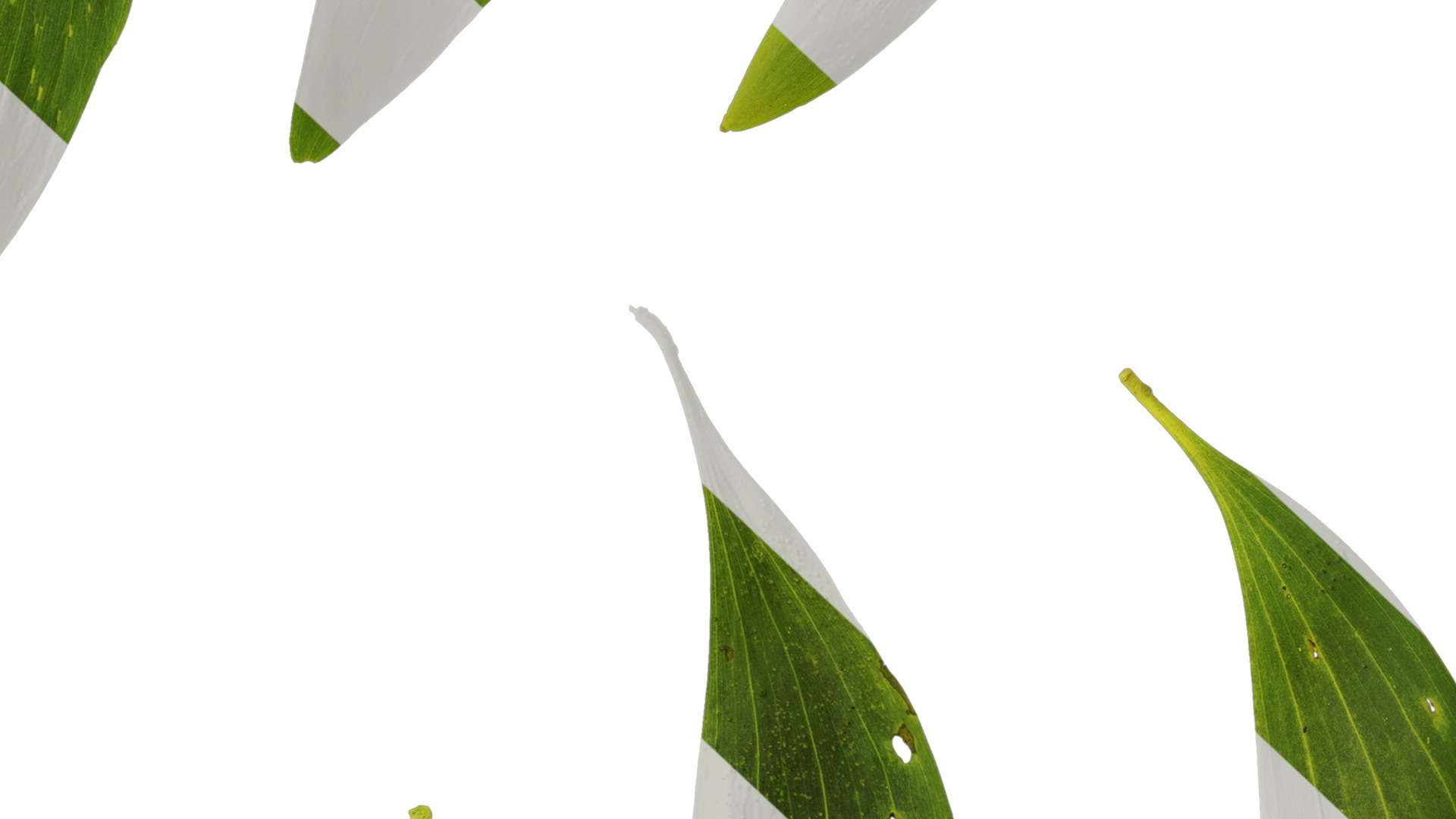 Acacia confusa Low-poly 3D model_12