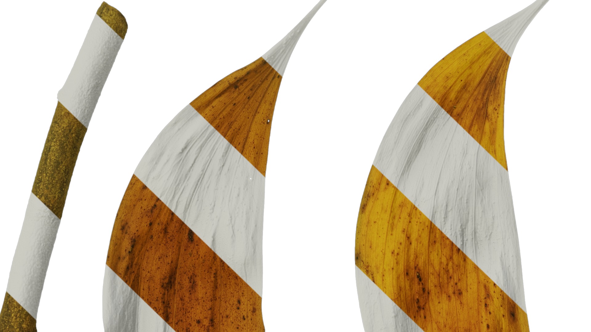 Acacia confusa Low-poly 3D model_16